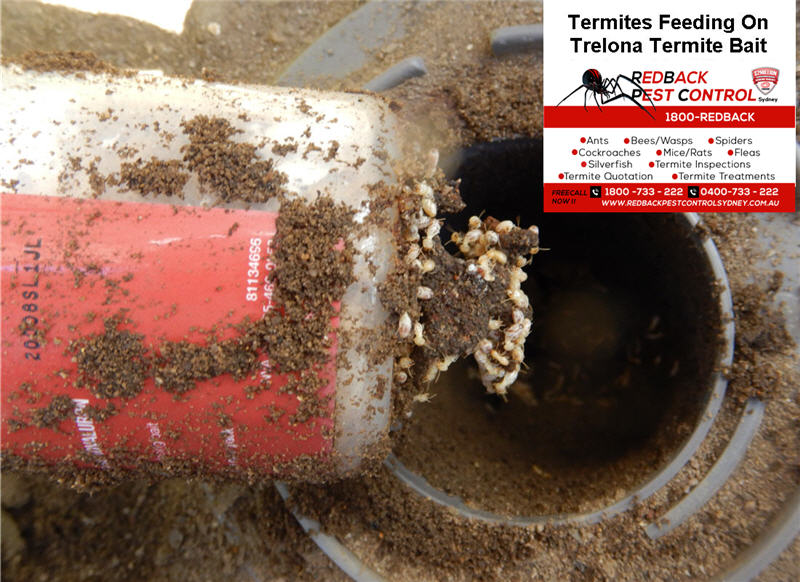 Termite Bait That Works