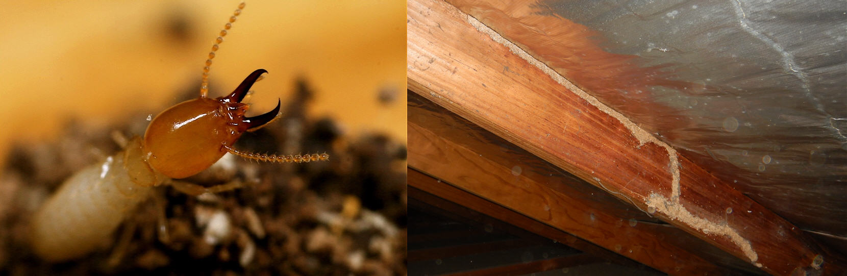 Termite pest control sydney- banner 1