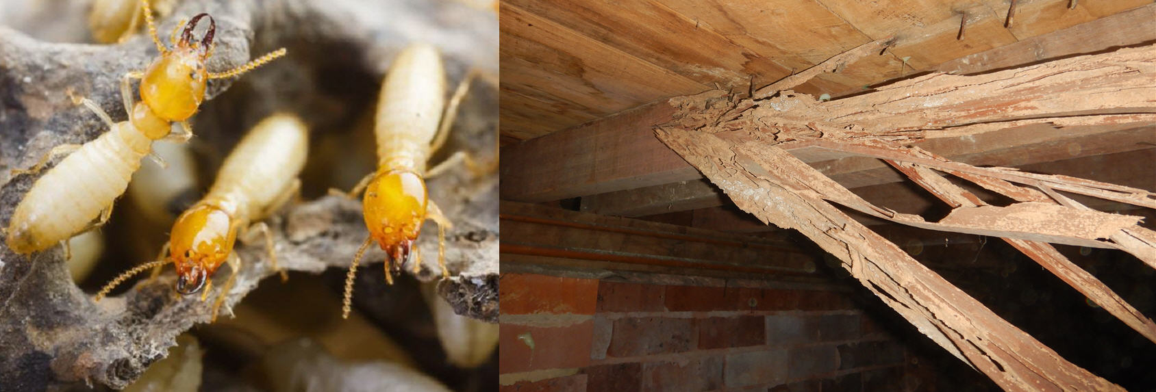 Termite pest control sydney- banner 2